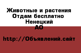 Животные и растения Отдам бесплатно. Ненецкий АО